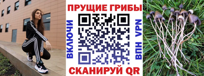 Псилоцибиновые грибы ЛСД  Купить закладки  Торжок 